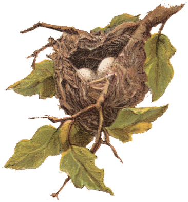 If You Find Your Nest Empty, Or The Baby Bird Is "trying - Bird Nest Clip Art (370x400)