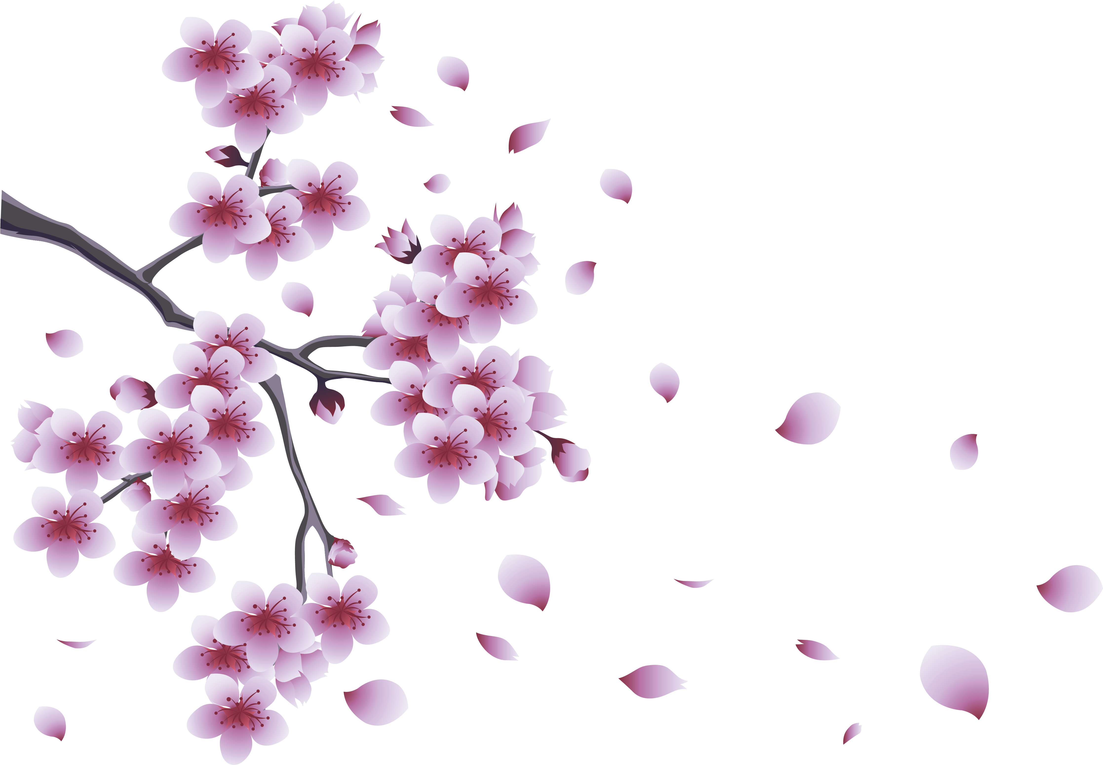 Cherry Tree Clipart Lilac Tree - Spring Png (4522x3244)