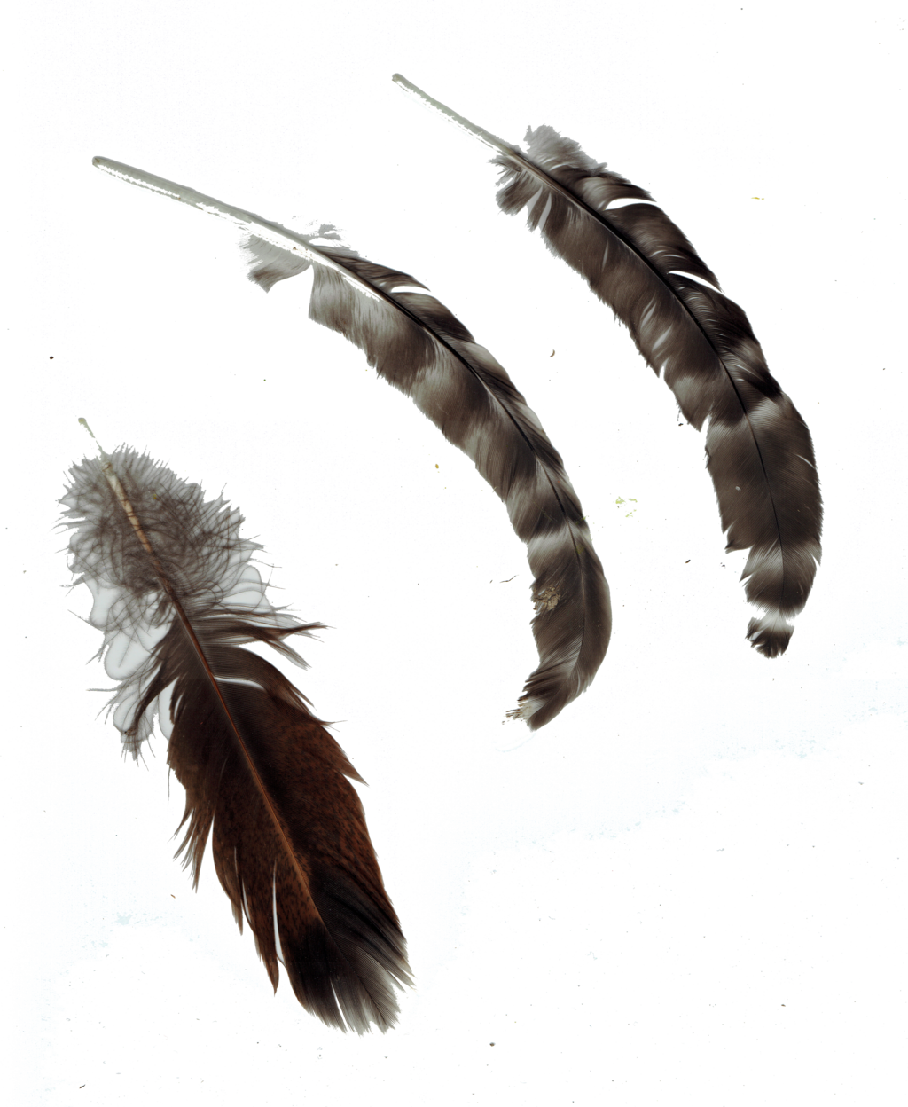 Chicken Feathers By Leamanexchange Chicken Feathers - Chicken (1024x1248)