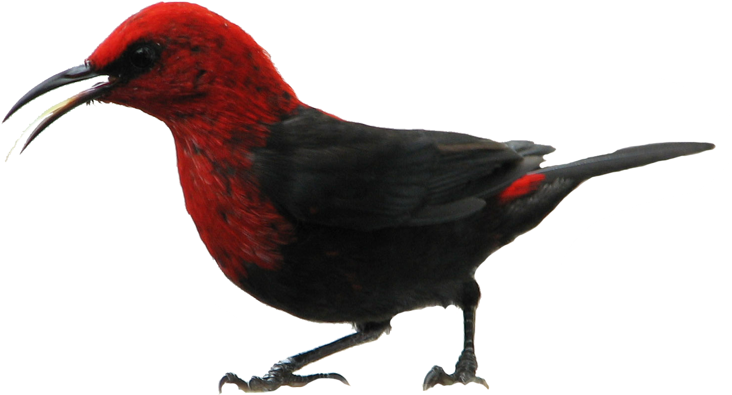Cardinal Honeyeaters Of Pacific - American Samoas Birds (1636x1284)