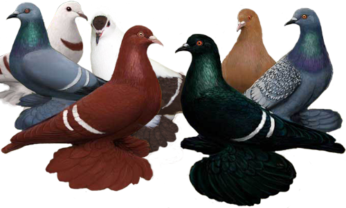 Color Pigeons For Sale (500x301)