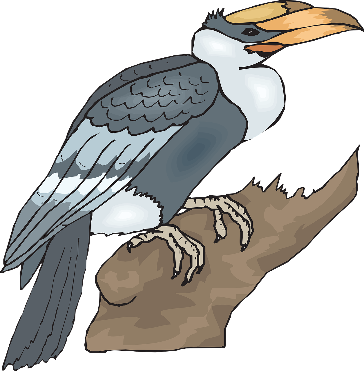 Bird, Branch, Wings, Animal, Beak, Feathers - Clip Art Of Horn Bill (1255x1280)