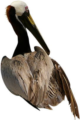Pelicans - Bird (409x500)