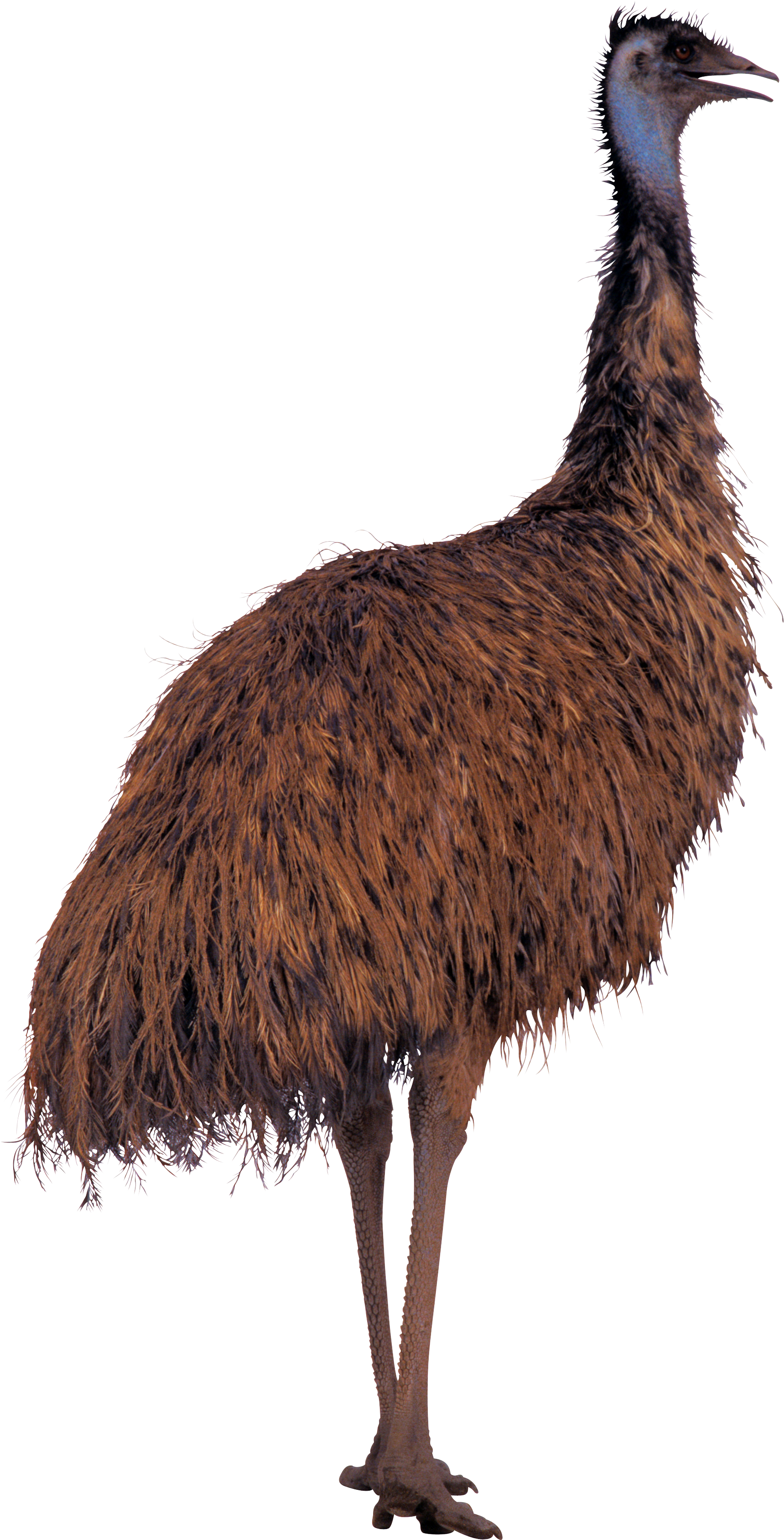 Ostrich - Big Bird Sesame Street (1719x3375)