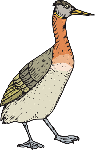 Feathers Bird, Duck, Wings, Walking, Feathered, Feathers - Bird (407x640)