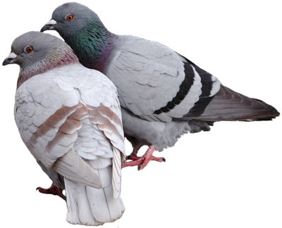 Pigeon Transparent (400x324)