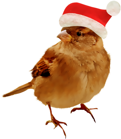 Christmas Birds - Клипарт Зимние Птицы На Прозрачном Фоне (438x500)