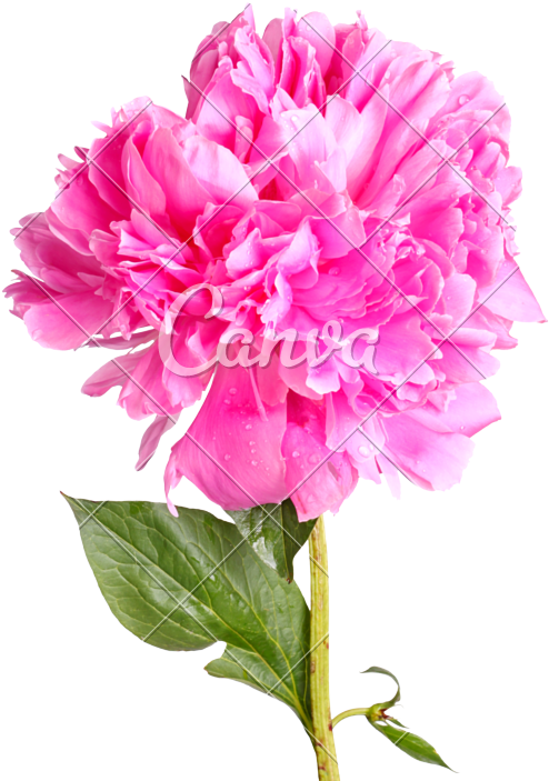 Peony Flowet - Paeoniaceae (635x800)