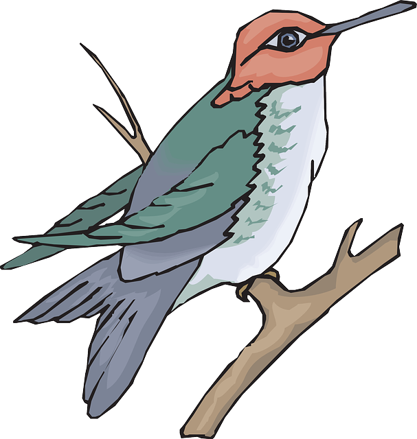 Feathers Bird, Branch, Wings, Hummingbird, Beak, Feathers - Colibri En Una Rama Dibujo (607x640)