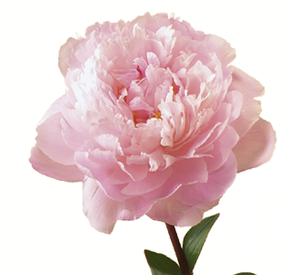 Peony - Pink Peony Transparent (400x300)