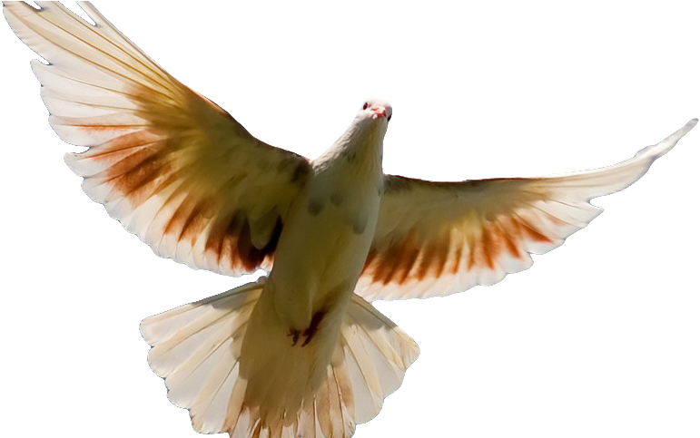 Ministry Of The Holy Ghost In Us (918x482)