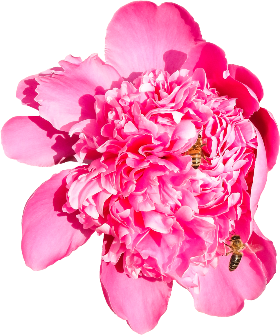 Velvety Peony With Two Bees Png By Bunny With Camera - Clip Art (1024x1365)