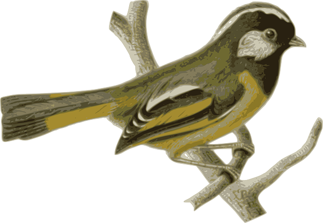 Twig Bird, Feathers, Animal, Grey, Yellow, Sitting, - Thirsty Birds In Summer (640x441)