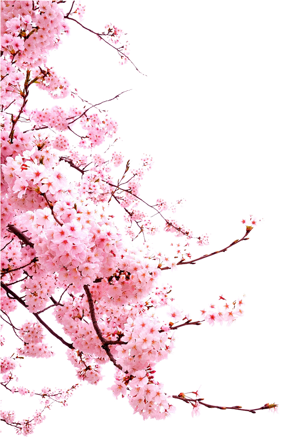Cherry Blossom Flower - Transparent Cherry Blossom Png (658x991)