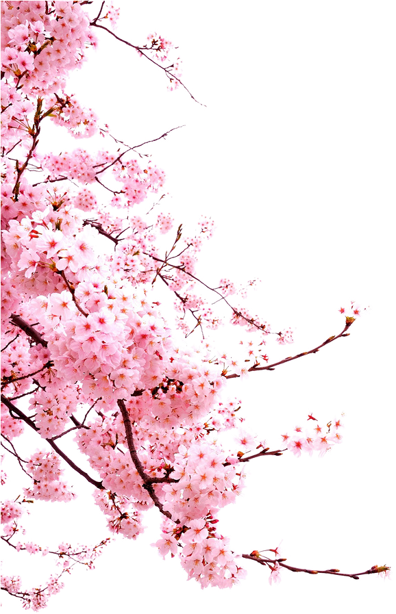 Cherry Blossom Flower - Transparent Cherry Blossom Png - (658x991) Png