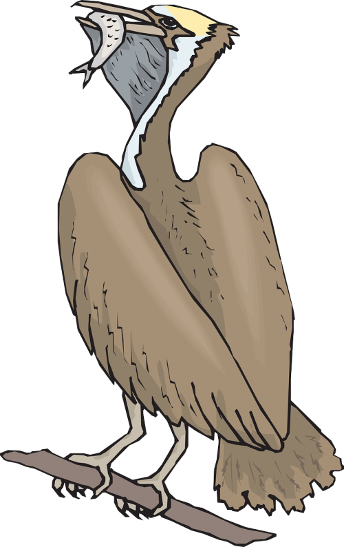 Fågel Som Äter Fisk (500x794)