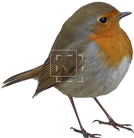 Cutout People - House Sparrow (450x450)