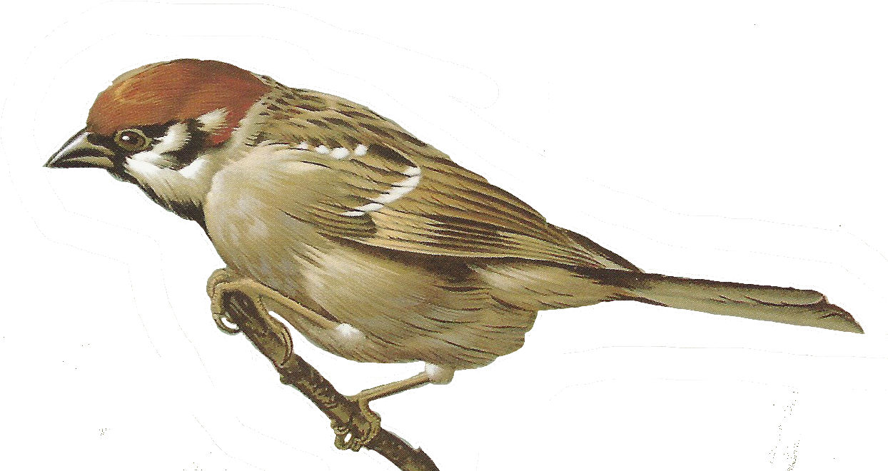 House Sparrow Clipart - Sparrow Transparent Background (1249x788)