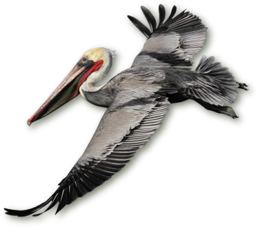 Photo Of Brown Pelican - Ornithology (596x343)