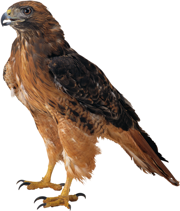 Hawk Png Picture - Sitting Eagle Png (726x800)