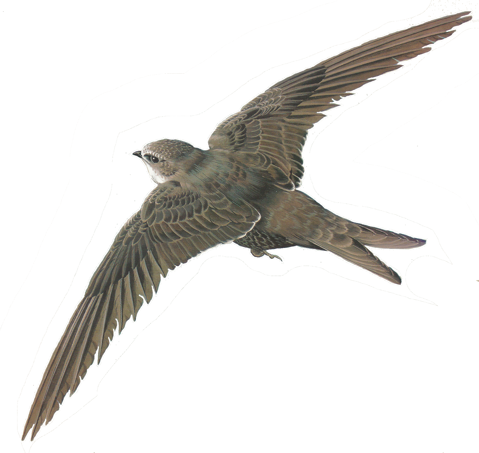 Free Bird Images And Paintings For Framing - Swallow .png (1600x1516)