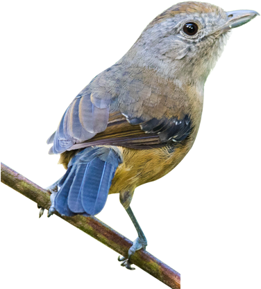 Bird House Sparrow Finch Eurasian Tree Sparrow - Bird House Sparrow Finch Eurasian Tree Sparrow (500x500)