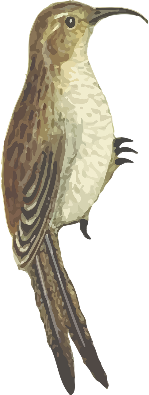 Animal Arboreal Bird Tree Png Image - Eurasian Treecreeper (640x1280)