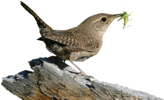 Tim Avery Birding - Wren Bird Png (572x382)