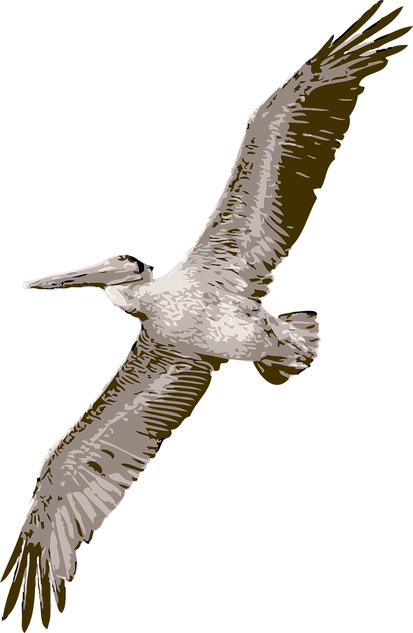Bird Pelican Nature Wildlife Png Image - Pelican Clipart (835x1280)