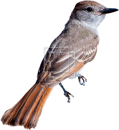 Small Bird Transparent (450x450)