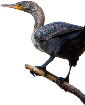 Bird Gard Electronic Bird Repellent - Cormorant (322x398)