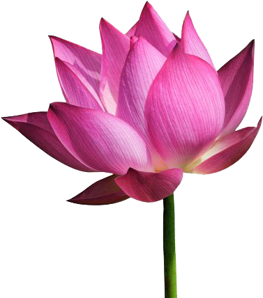 Download Amazing High-quality Latest Png Images Transparent - Temple Flower Png (500x500)