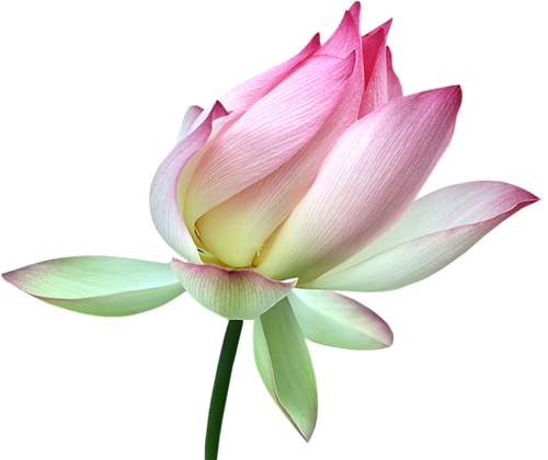 Lotus Png Transparent Image - Lotus Png Transparent (500x420)