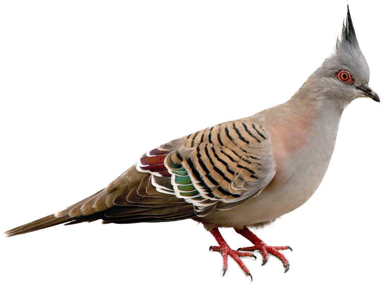 Bird Columbidae Domestic Pigeon Parrot Tanager - Bird Columbidae Domestic Pigeon Parrot Tanager (812x558)
