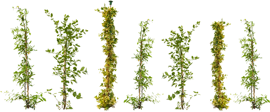 Climbing Plants To Train Around Your Garden - Climbing Plants (960x400)