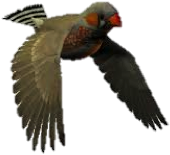 The Bird Of Happiness - Gifs Animados De Passaros (487x451)