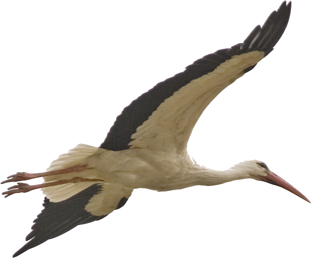 Bird Stork Clip Art - Flying Stork (1152x1020)
