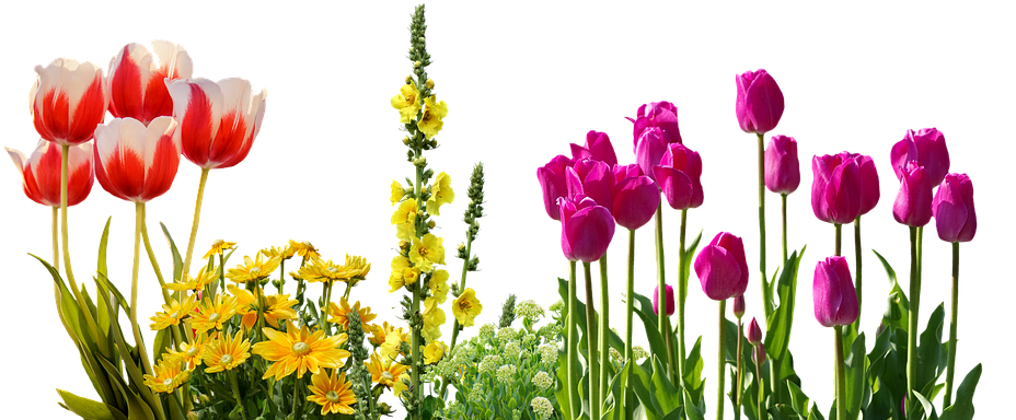 Tulips, Spring, Flowers, Flower Bed, Plant, Nature - Spring Flowers Png (960x390)