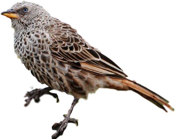 House Sparrow Bird Nest House Finch Raccoon - Common Buzzard (800x533)