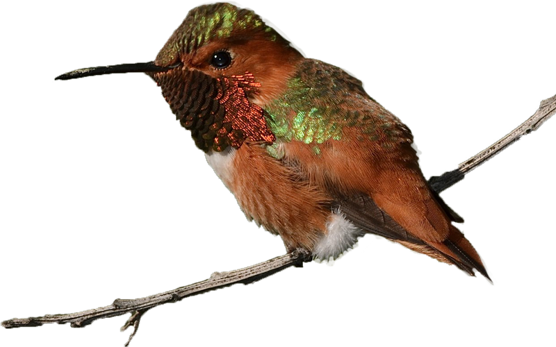 Rufous Hummingbird Williamgarrett Creativecommons - Rufous Hummingbird (800x500)
