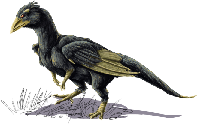 Corvid Wherry Bird - Corvid Bird (710x431)