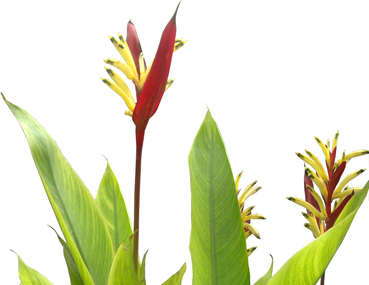 Daily Clipart - Tropical Plants Flower Png (1210x945)
