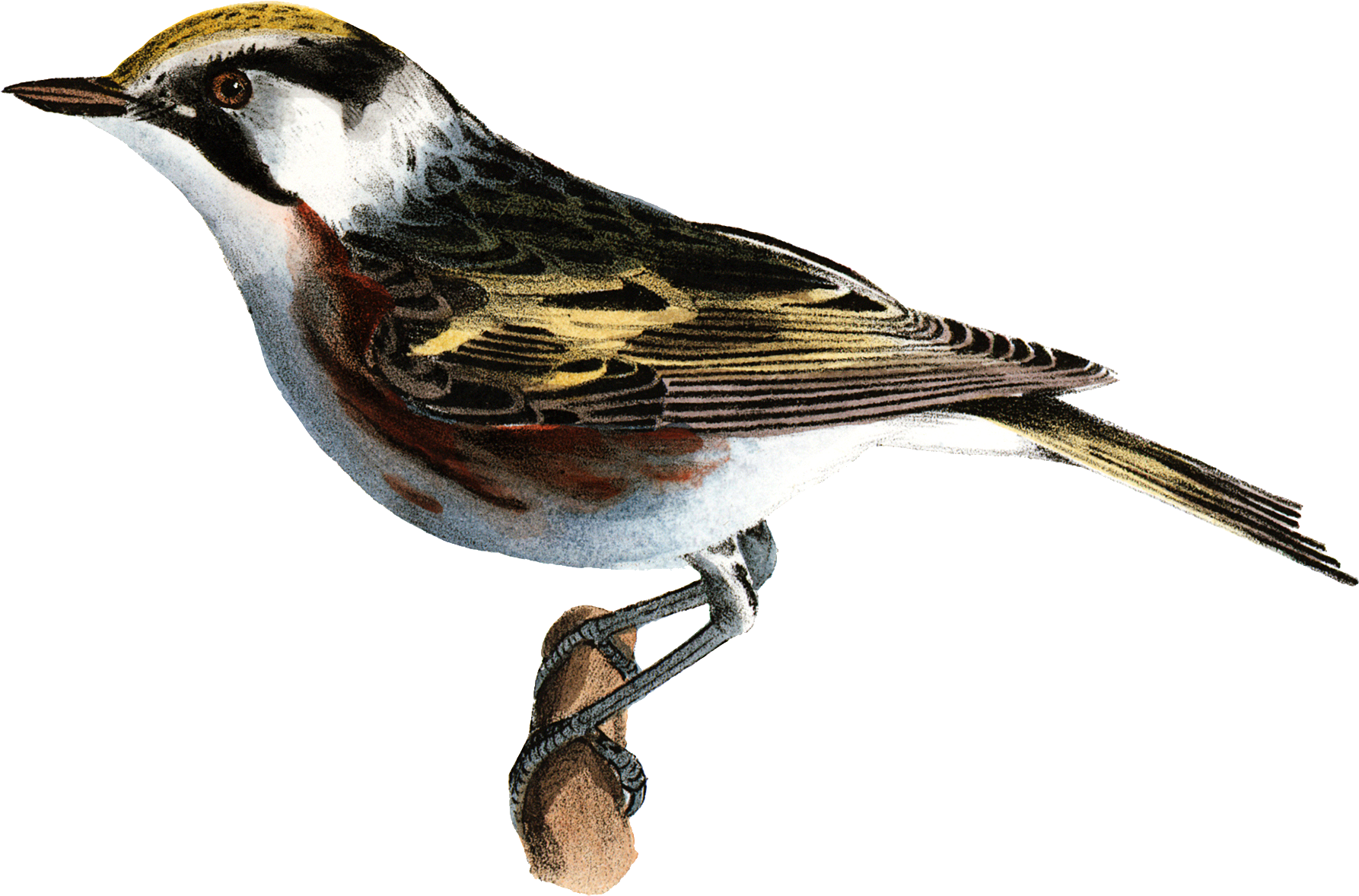 Bird - Songwriter (1800x1187)