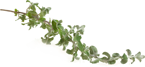 Phytonutrient Plant Compounds For Additional Nutritional - Nutrilite 甘草 (599x279)