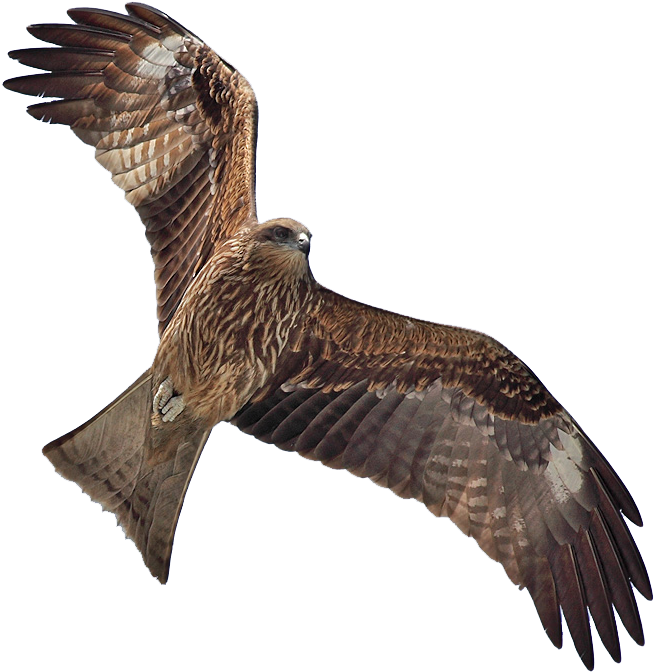 Masked - Black Kite Clip Art (664x680)