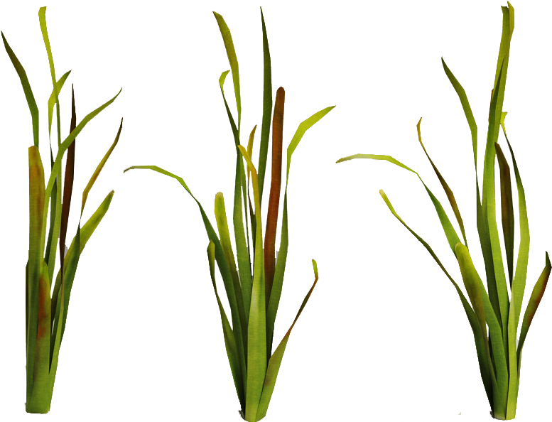 Sea Plants By Darkadathea - Underwater Plants Png (863x600)