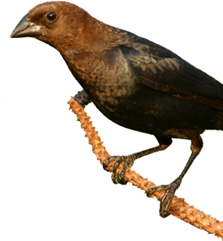 Bird Gard Electronic Bird Repellent - Brown Headed Cowbird Transparent (322x398)
