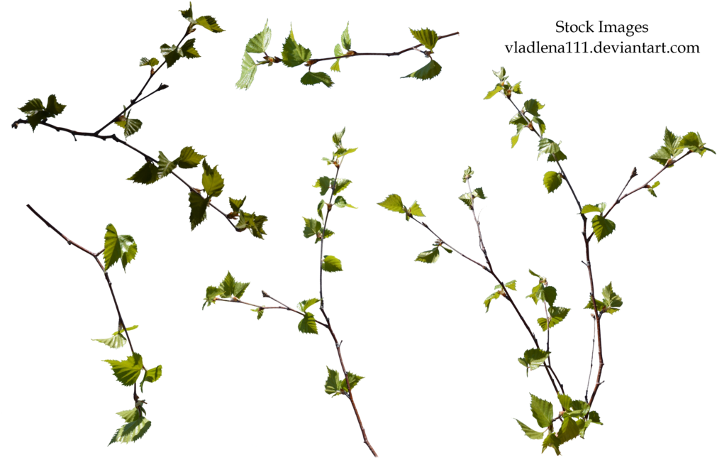 Branch Spring Tree Png -3 By Vladlena111 - Branches Of Tree Png (1024x678)