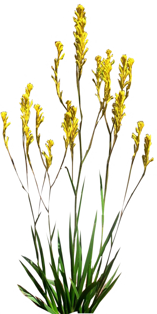 Yellow Kangaroo Paw By Lilipilyspirit - Kangaroo Paw Plant Png (512x1024)
