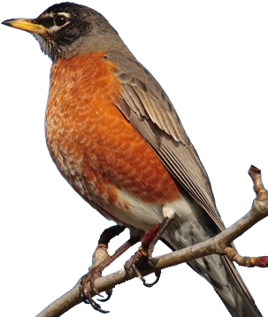 Bird Gard Electronic Bird Repellent - Robin Bird (322x398)
